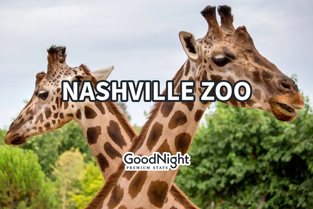 This image features giraffes surrounded by lush green foliage, suggesting a vibrant and interactive zoo environment. The close-up view of the animals captures a sense of wonder and excitement ideal for family outings.